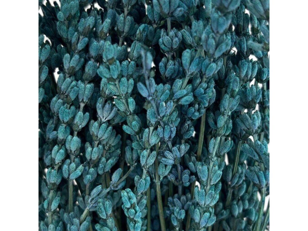 Stabilizovaná Levandule – tyrkysová, elegantní a trvalá dekorace